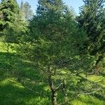 Picea schrenkiana Συνήθη χαρακτηριστικά