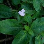 Tradescantia brevifolia Blatt