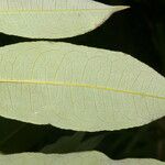 Mabea occidentalis Leaf