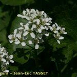 Cardamine asarifolia Flor