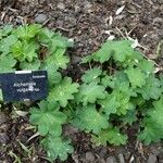 Alchemilla acutiloba Φύλλο