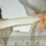 Stanhopea ecornuta Flor