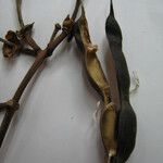 Erythrina fusca 其他