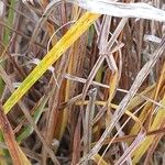 Carex pseudocyperus Blad