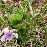 Viola palustris 葉