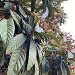 Eriobotrya japonica Likasa