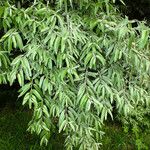 Elaeagnus angustifolia Folio