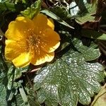 Ranunculus montanus Floare
