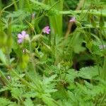 Geranium purpureumFlower