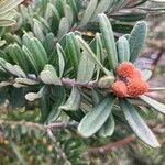 Banksia marginata Листок