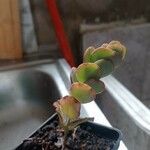 Kalanchoe marnieriana Ліст