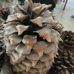 Pinus coulteri Fruto