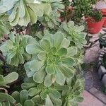 Aeonium arboreum Blatt