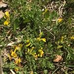 Chamaecytisus hirsutus Habitat