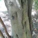 Cryptocarya woodii Bark