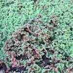 Azolla caroliniana Blatt