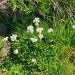 Achillea erba-rotta 形態