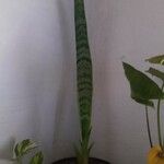 Dracaena trifasciataЛисток