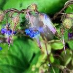 Borago officinalisЦвят