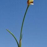 Juncus triglumis Fleur