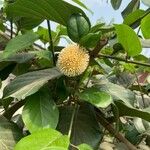 Nauclea latifolia Frukto
