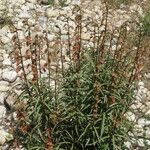 Digitalis obscura Habit