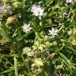 Spergula marinaFlower