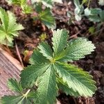 Potentilla anglica Листок