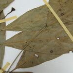 Endlicheria pyriformis Máis