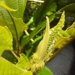 Miconia lasiopoda 葉