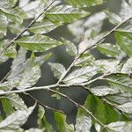 Hybanthus guanacastensis Leaf