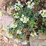 Arabis alpina Flower