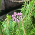 Erica tetralix Blomma