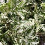Pteris quadriaurita Hostoa
