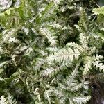 Pteris quadriaurita 葉