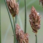 Carex stenophylla Fruto