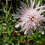 Knautia integrifolia Fleur
