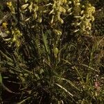 Pedicularis parryi Habitat