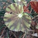 Begonia hydrocotylifolia Ліст