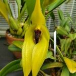 Bulbophyllum amplebracteatum