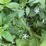 Stellaria graminea Habitus