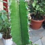 Euphorbia abyssinica Corteza