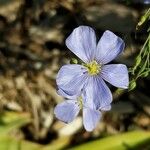 Linum lewisii Flower