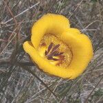 Calochortus clavatus Flower