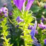 Echium rosulatum Blatt