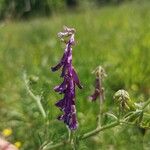 Vicia craccaFlor