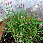 Allium schoenoprasumFlower