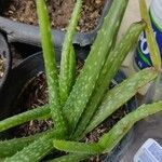 Aloe veraЛіст