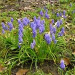 Muscari armeniacum Hàbitat