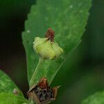 Sida rhombifolia Flor